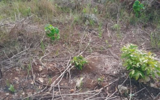 2,280 SQM Vacant Lot for Sale in Panglao, Dauis Bohol