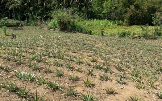 2,436 SQM Vacant Lot for Sale in Tolentino East, Tagaytay